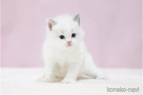 成約済の埼玉県のラグドール-95079の2枚目